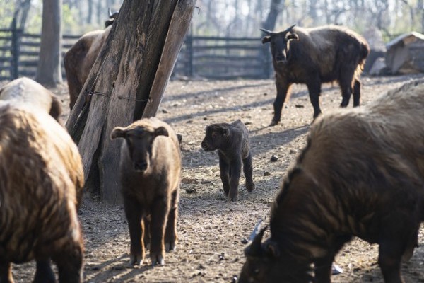 Újabb Mishmi-takin született