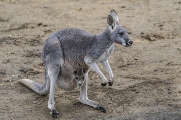 Zsebibaba Nyíregyházán! 