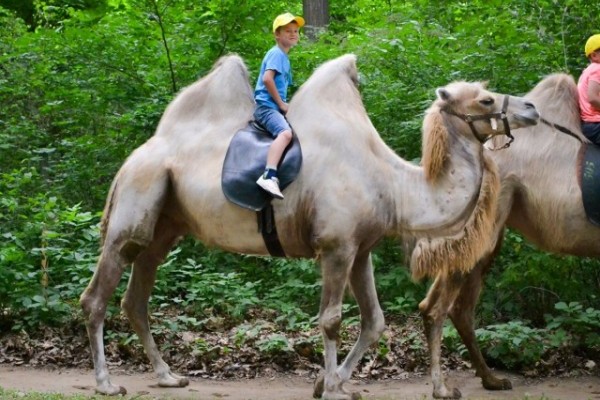 Elkezdődött a Nyíregyházi Állatpark nyári tábora, a Zoo suli.  