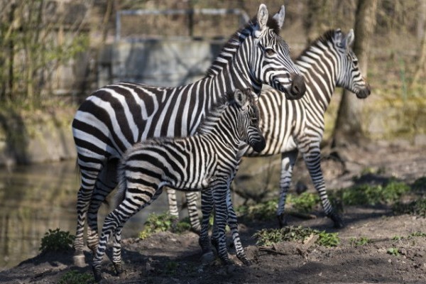 Zebra csikó látott napvilágot Állatparkunk Afrika kifutójában