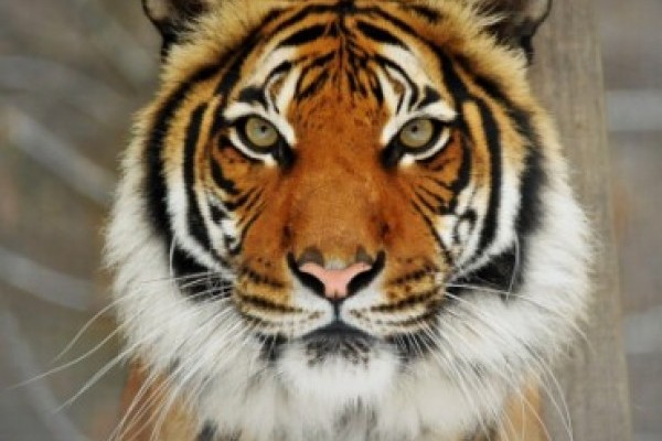 Ma van a Veszélyeztetett Fajok Világnapja