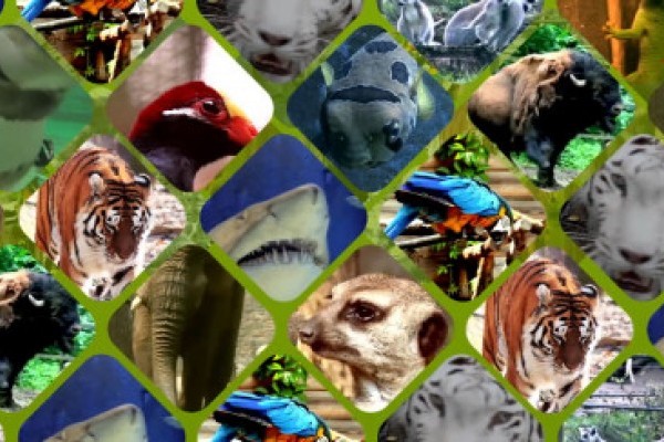 A Nyíregyházi Állatpark ZOOTv-je, otthonaikba varázsolja a természetet