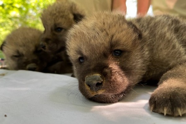 Sarki farkas hármasikrek születtek Állatparkunkban