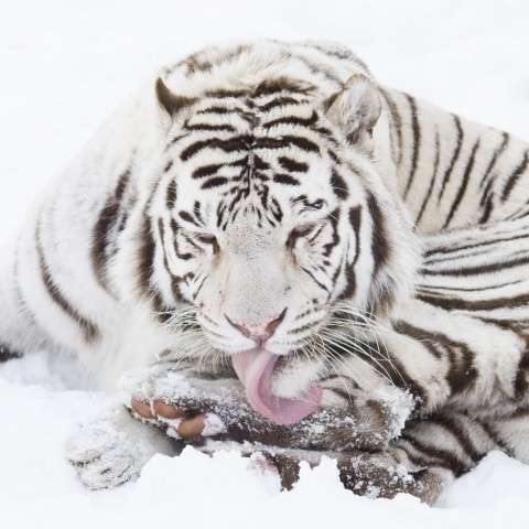 Téli csalogatóZoo cikk kiemelő képe