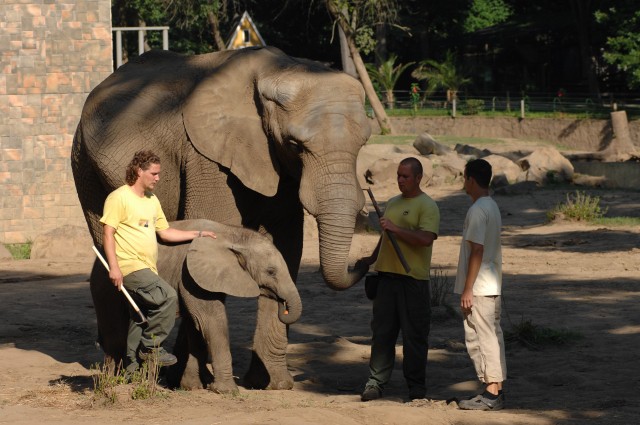 Elefántiskola az Állatparkban! cikk kiemelő képe
