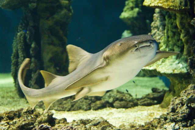 Különleges vizsgálat Állatparkunk 500.000 literes medencéjében cikk kiemelő képe