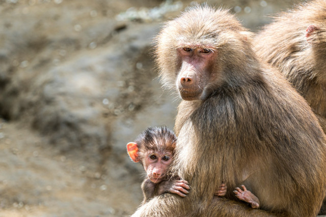Szép számmal gyarapodott az ország legnagyobb pávián csapata cikk kiemelő képe