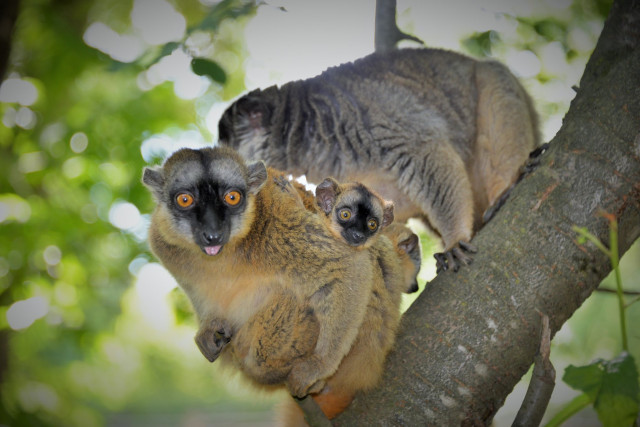 Sárgaszakállas maki ikrek  születtek  Állatparkunkban . cikk kiemelő képe