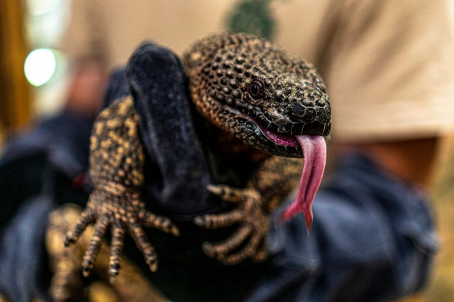 Mexikói viperagyík érkezett Állatparkunkba cikk kiemelő képe