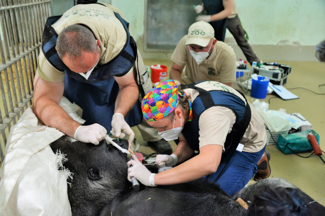 Életmentő beavatkozást  hajtottak végre   Állatparkunk ezüsthátú gorilla hímjén cikk kiemelő képe