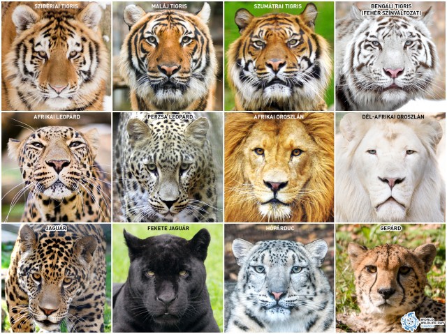 Ünnepeljük együtt a Vadvilág Világnapját! cikk kiemelő képe