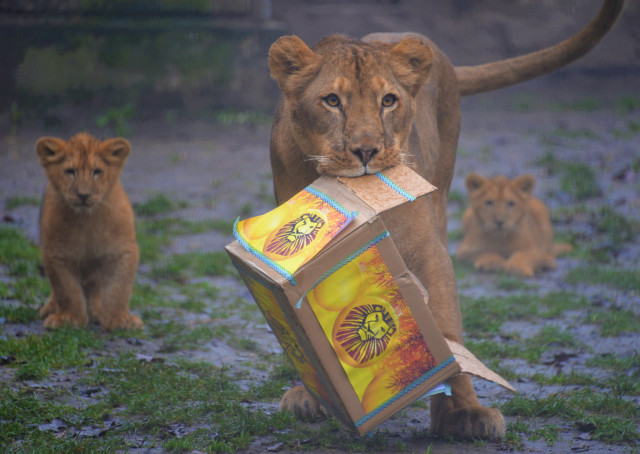 Állatok karácsonya cikk kiemelő képe