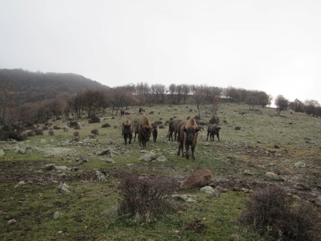 A természetbe visszatelepített nyíregyházi születésű európia bölényt befogadták fajtársai! cikk kiemelő képe