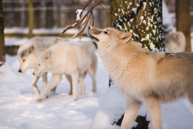 Miért is fontos a környezetgazdagítás cikk kiemelő képe