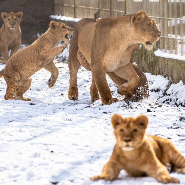 Oroszlánok a hóban? cikk kiemelő képe