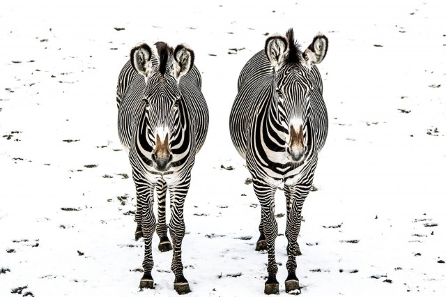 Feketén fehéren a csíkokról cikk kiemelő képe