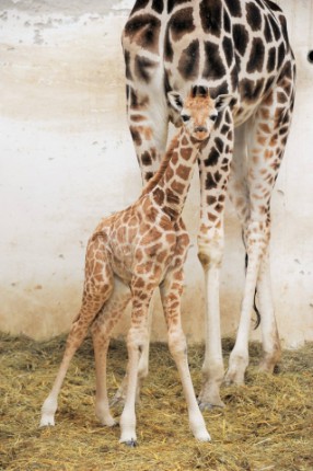A születések, a látogatók és a beruházások éve volt a 2014-es esztendő cikk kiemelő képe
