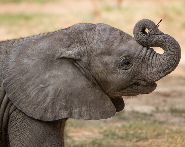 Újra kapható a Segítő jegy cikk kiemelő képe