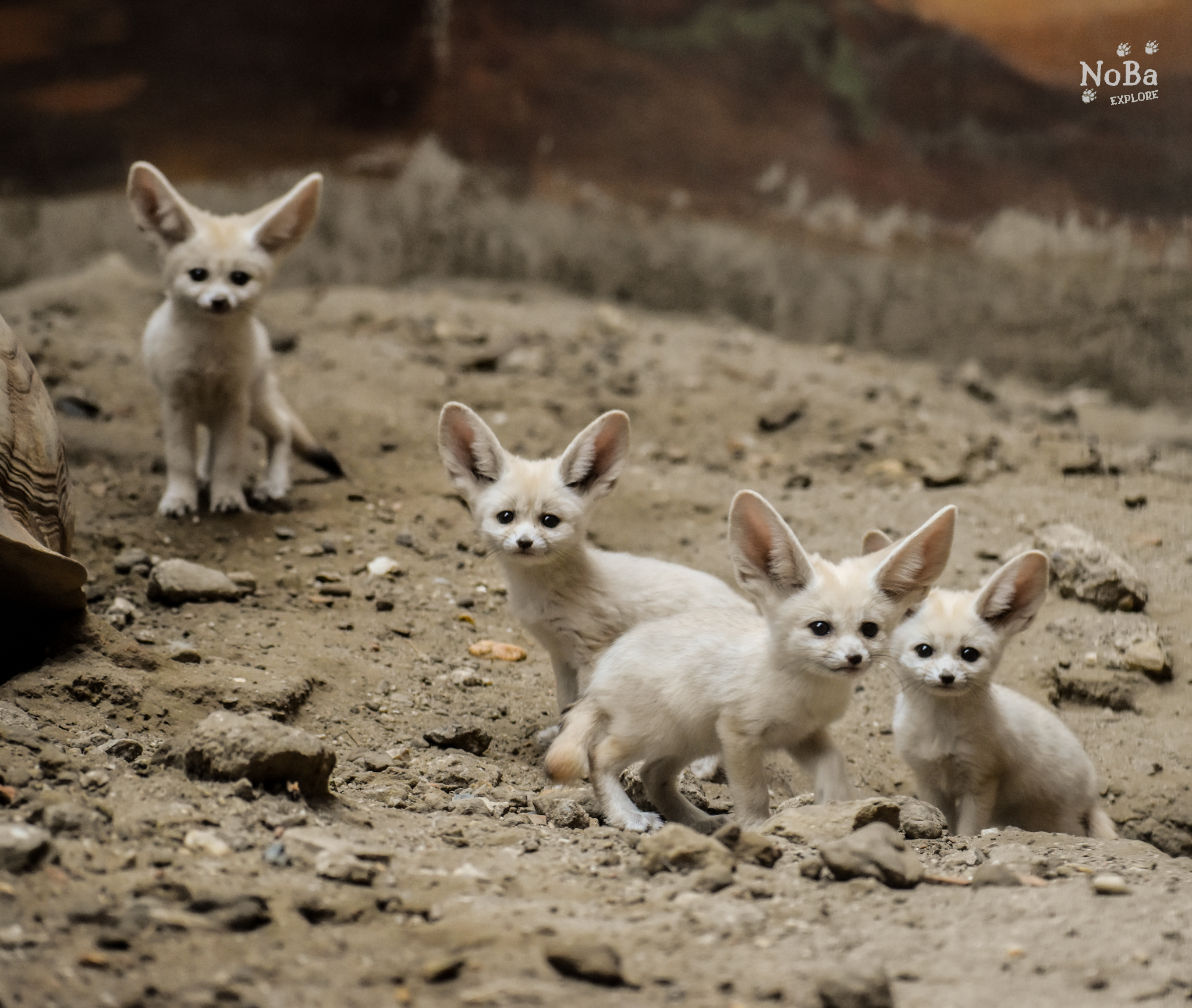 Sivatagi rókák születtek Állatparkunkban