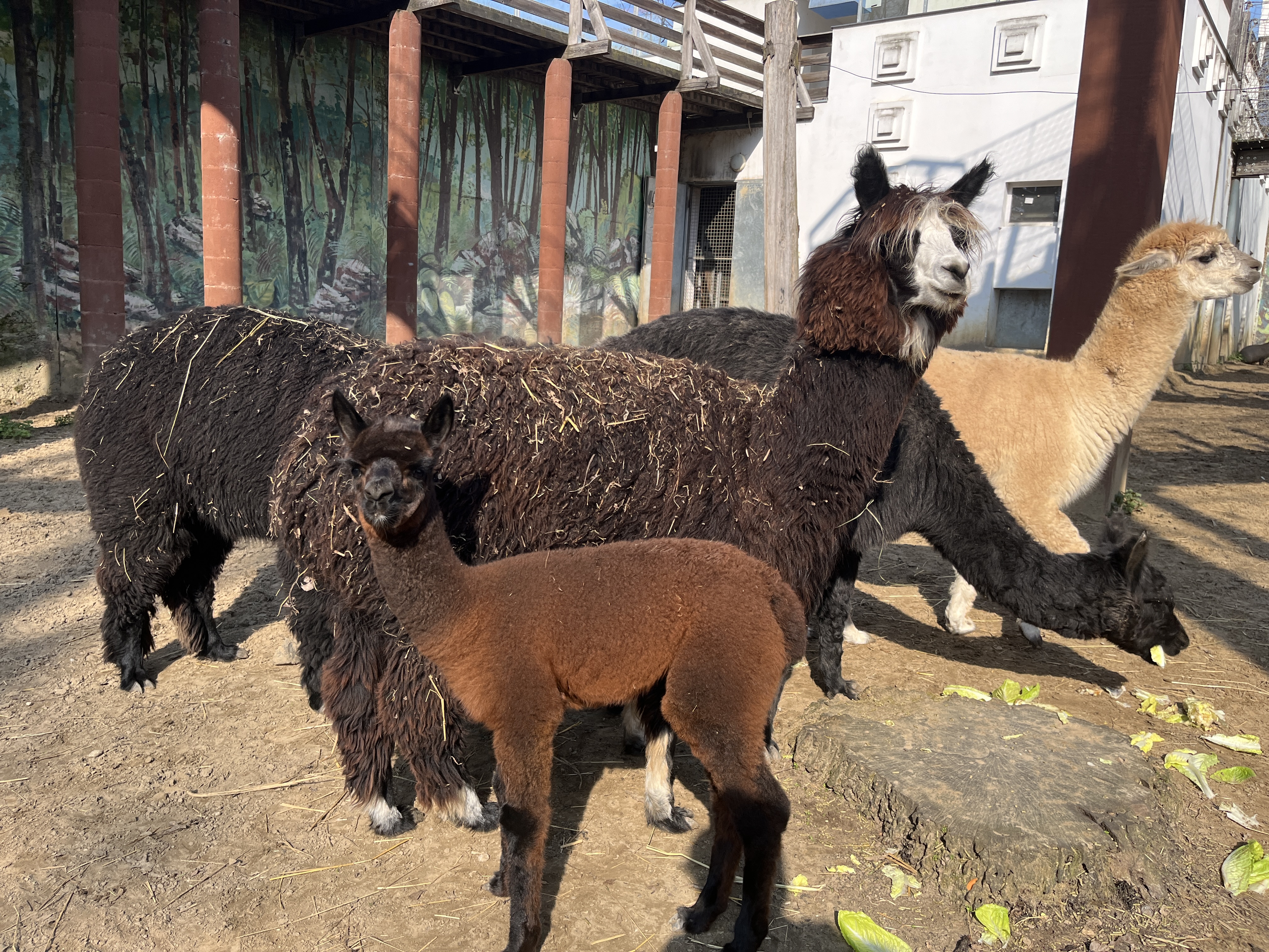 Bővült az alpaka család cikk kiemelő képe