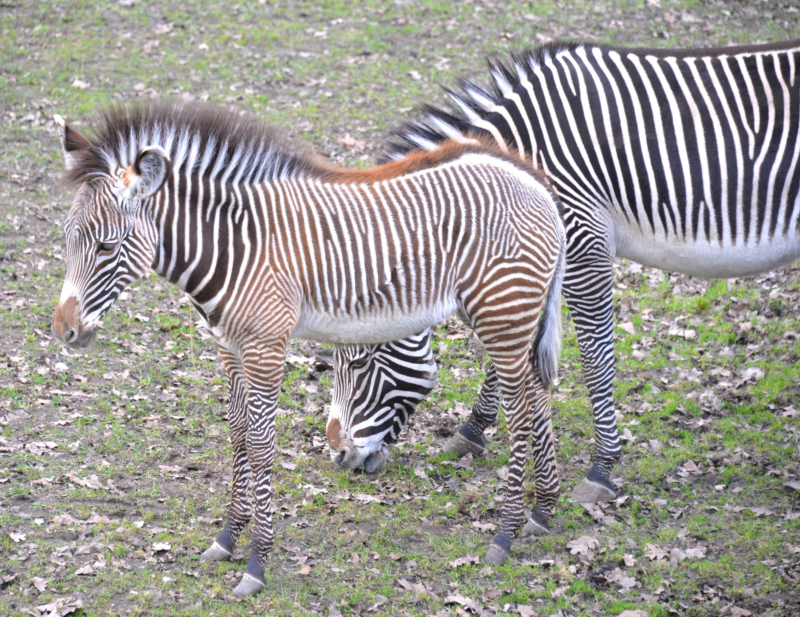 The rare Grevy's zebra foals are now on display at our Zoo cikk kiemelő képe