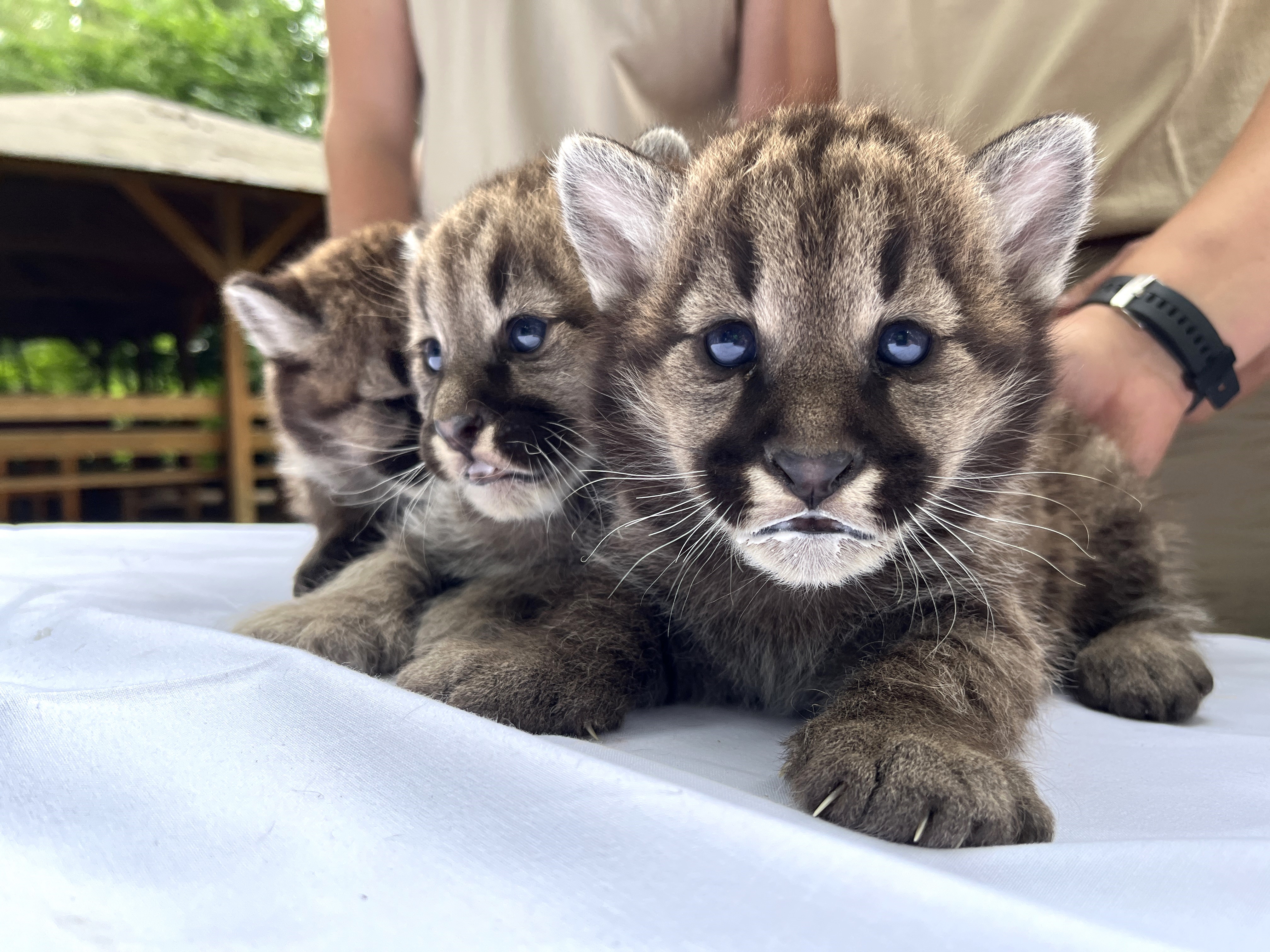 Puma hármasikrek születtek Állatparkunkban