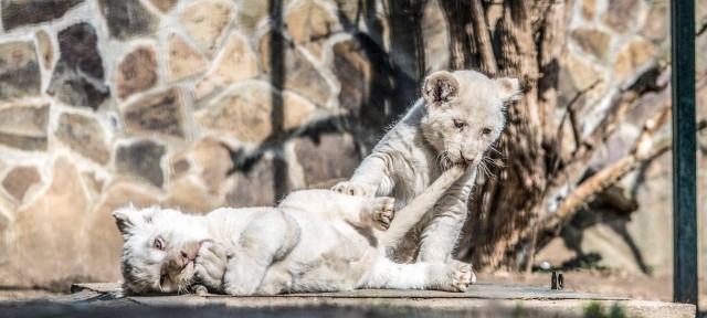 Március 15-én is nyitva vagyunk! cikk kiemelő képe