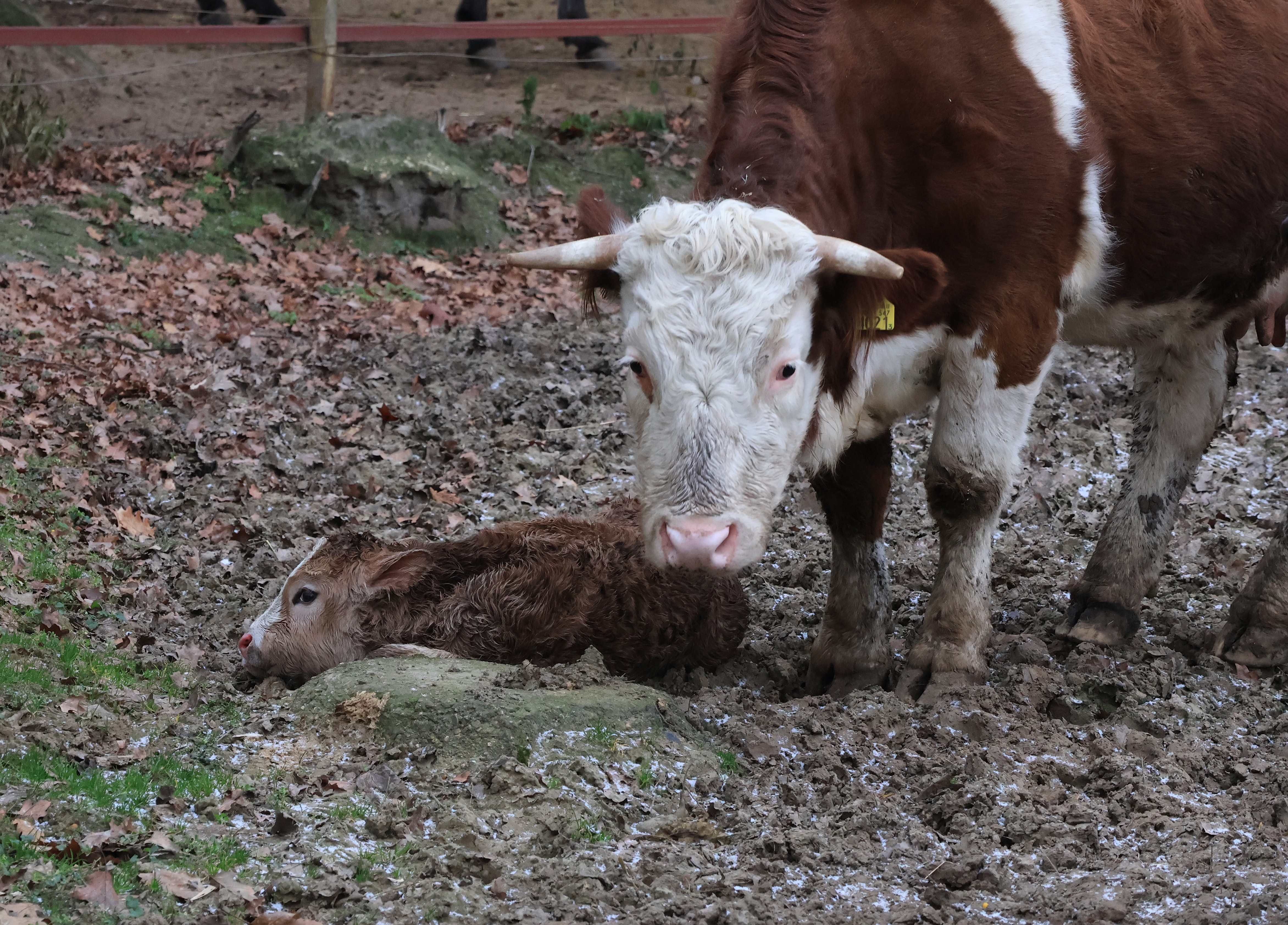 Január 2-án megszületett az év első bébije cikk kiemelő képe