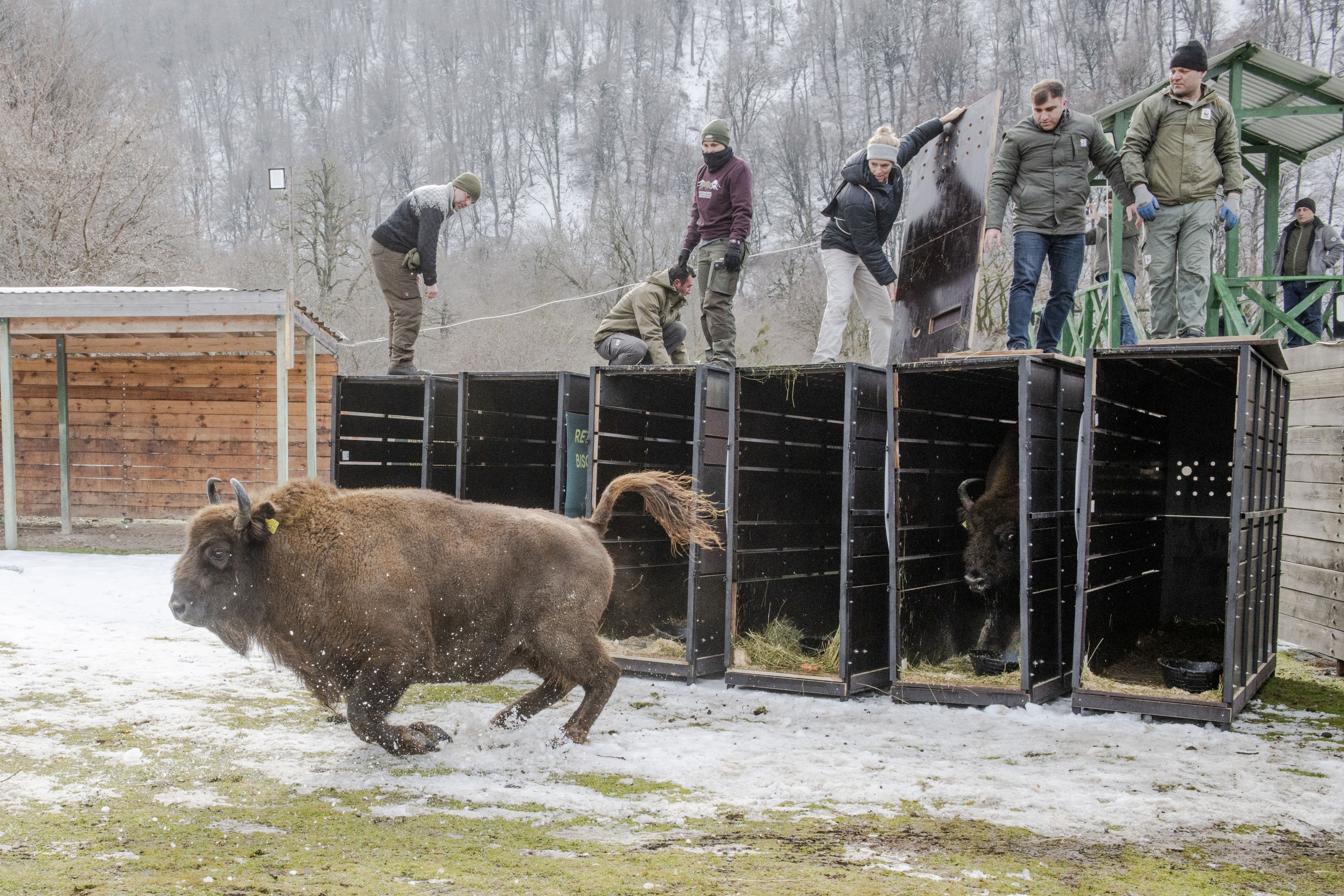 Újabb európai bölények a természetben cikk kiemelő képe