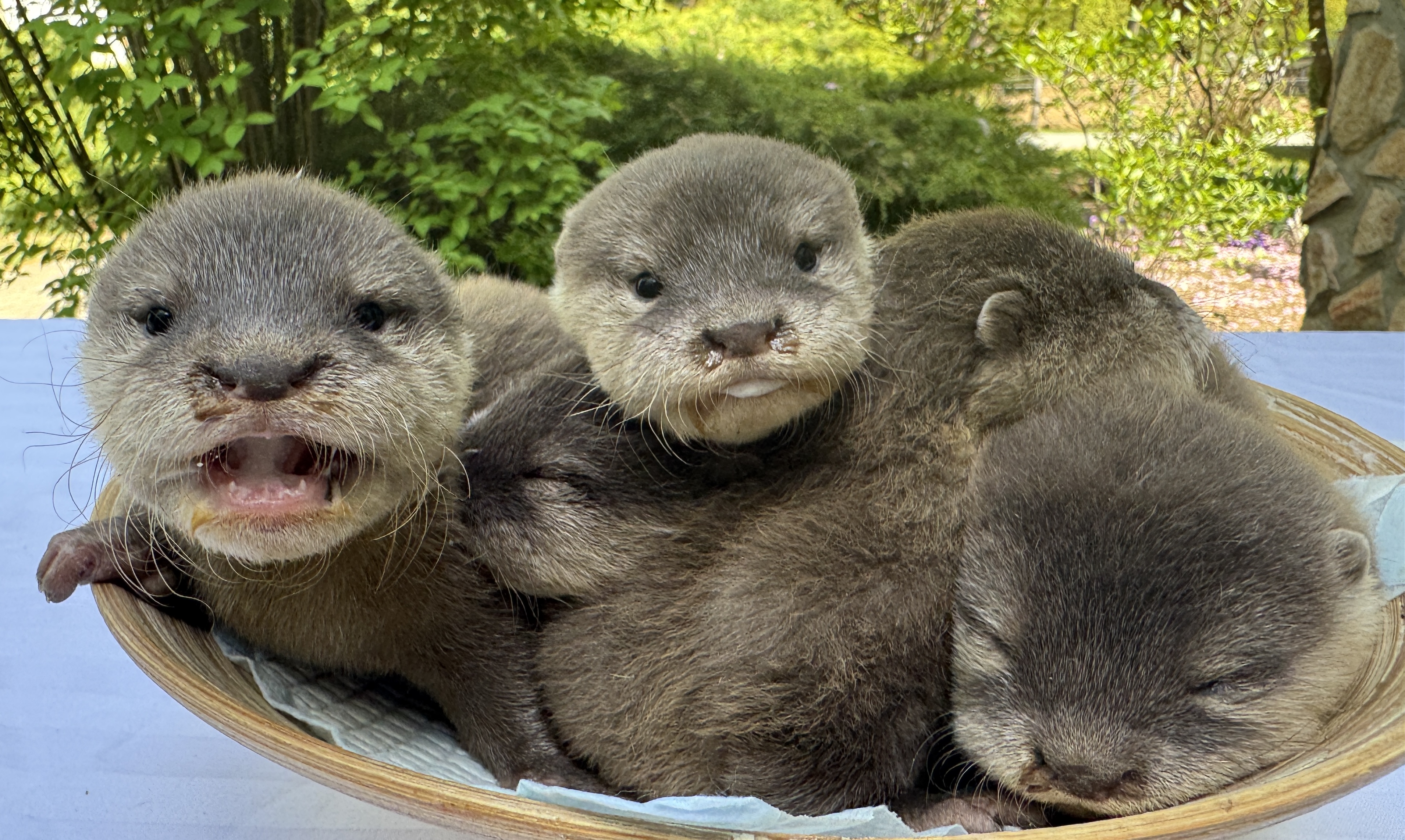 Állatorvosi vizsgálat zajlott a 6 hetes törpevidráknál cikk kiemelő képe