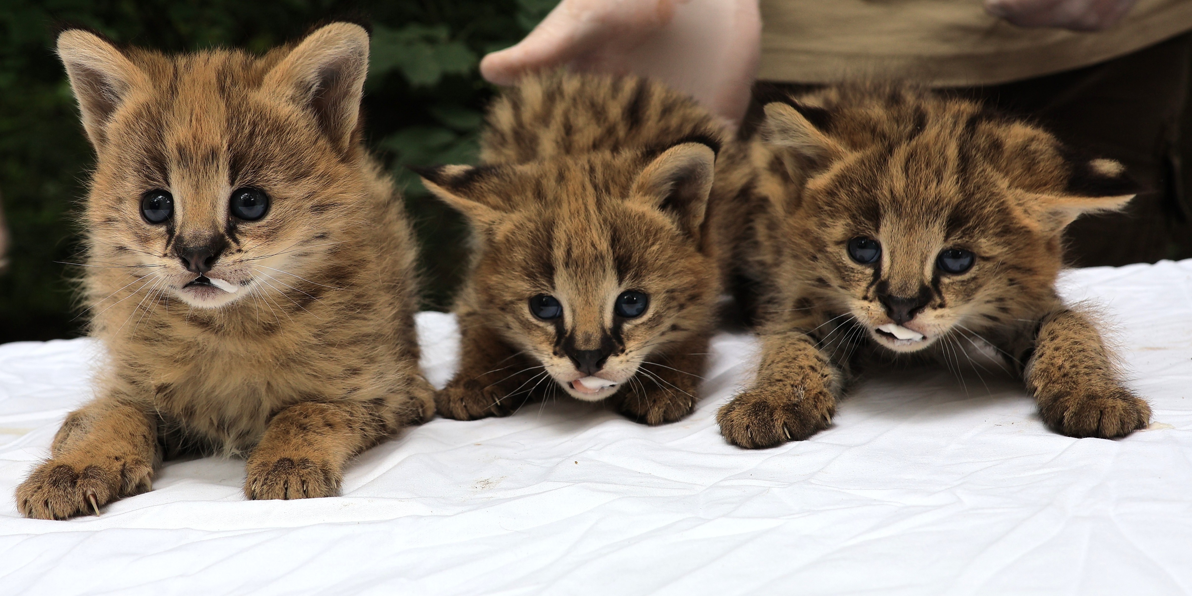 Serval cubs have been born cikk kiemelő képe