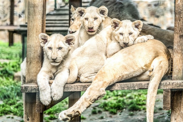 Mi legyen a három fehér kis oroszlán neve? cikk kiemelő képe