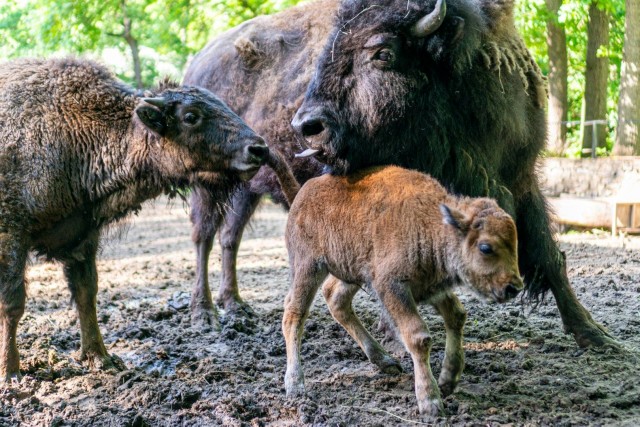 Amerikai és európai bölény is született Állatparkunkban cikk kiemelő képe