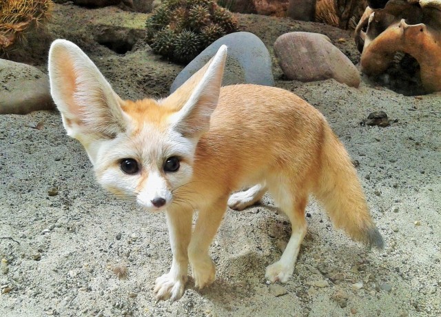 A kis herceg rókája Nyíregyházán cikk kiemelő képe
