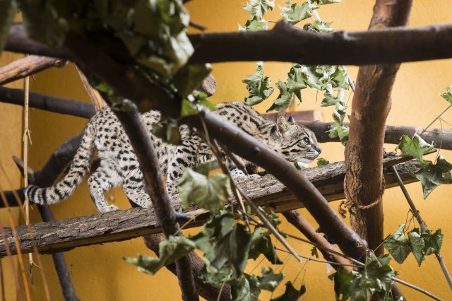 Lesd meg a különleges ragadozót cikk kiemelő képe