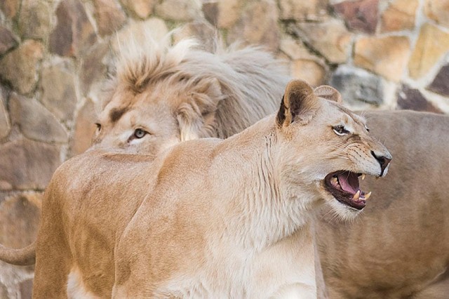 Kedvezményes belépés az Állatok Világnapján! cikk kiemelő képe