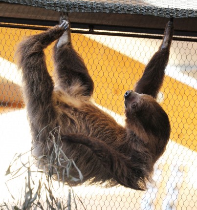 Ma van a lajhárok Világnapja! cikk kiemelő képe