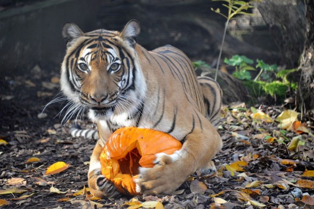 Tökölj velünk! cikk kiemelő képe