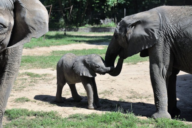 Augusztus 12- Az Elefántok Világnapja! cikk kiemelő képe