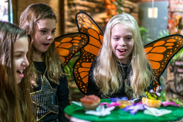 Csupán pár napig látható a Pillangók erdeje cikk kiemelő képe