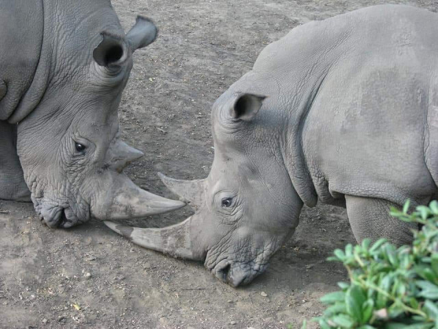 A Nyíregyházi Állatpark nyitva tart és fogad látogatókat, de bizonyos óvintézkedéseket meg kellett tennünk cikk kiemelő képe