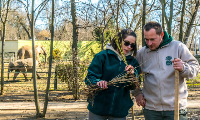 Véget ért Állatparkunkban a több éves fásítási program cikk kiemelő képe