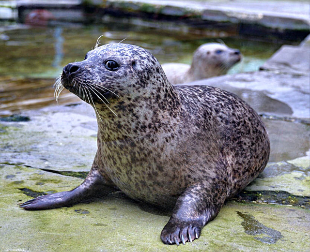 Nyíregyházi segítség határmenti állatkerteknek cikk kiemelő képe