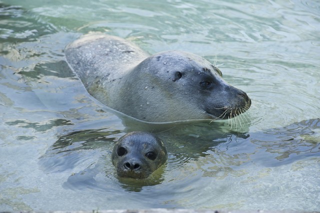 Adj nevet a bébi fókának! cikk kiemelő képe