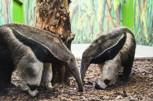 Belakták kifutóikat a Viktória ház talán legfurcsább külsejű állatai, a sörényes hangyászok! cikk kiemelő képe