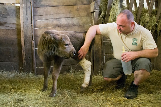 Európai bölényt nevel Állatparkunk vezető gondozója  cikk kiemelő képe