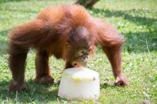 Orangután nap a Nyíregyházi Állatparkban cikk kiemelő képe