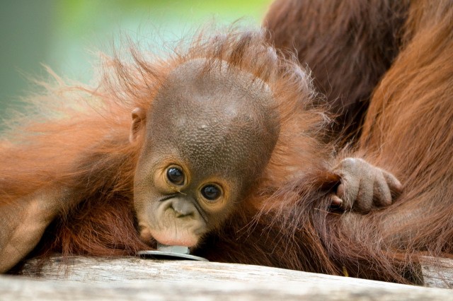 Szépen növekszik Ruti, az ország első borneói orangután bébije. cikk kiemelő képe