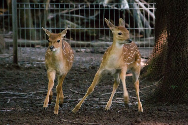Újabb, a  természetben már kipusztult vietnami szikaszarvas született. cikk kiemelő képe