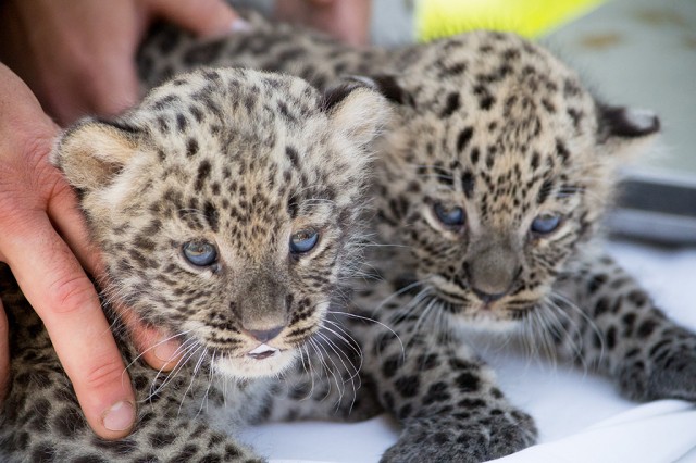 Átestek életük első állatorvosi vizsgálatán  Állatparkunk 4 hetes perzsa leopárd kölykei.  cikk kiemelő képe